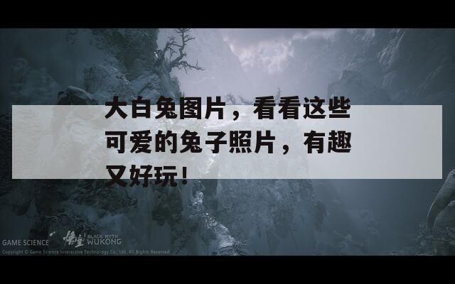 大白兔图片，看看这些可爱的兔子照片，有趣又好玩！